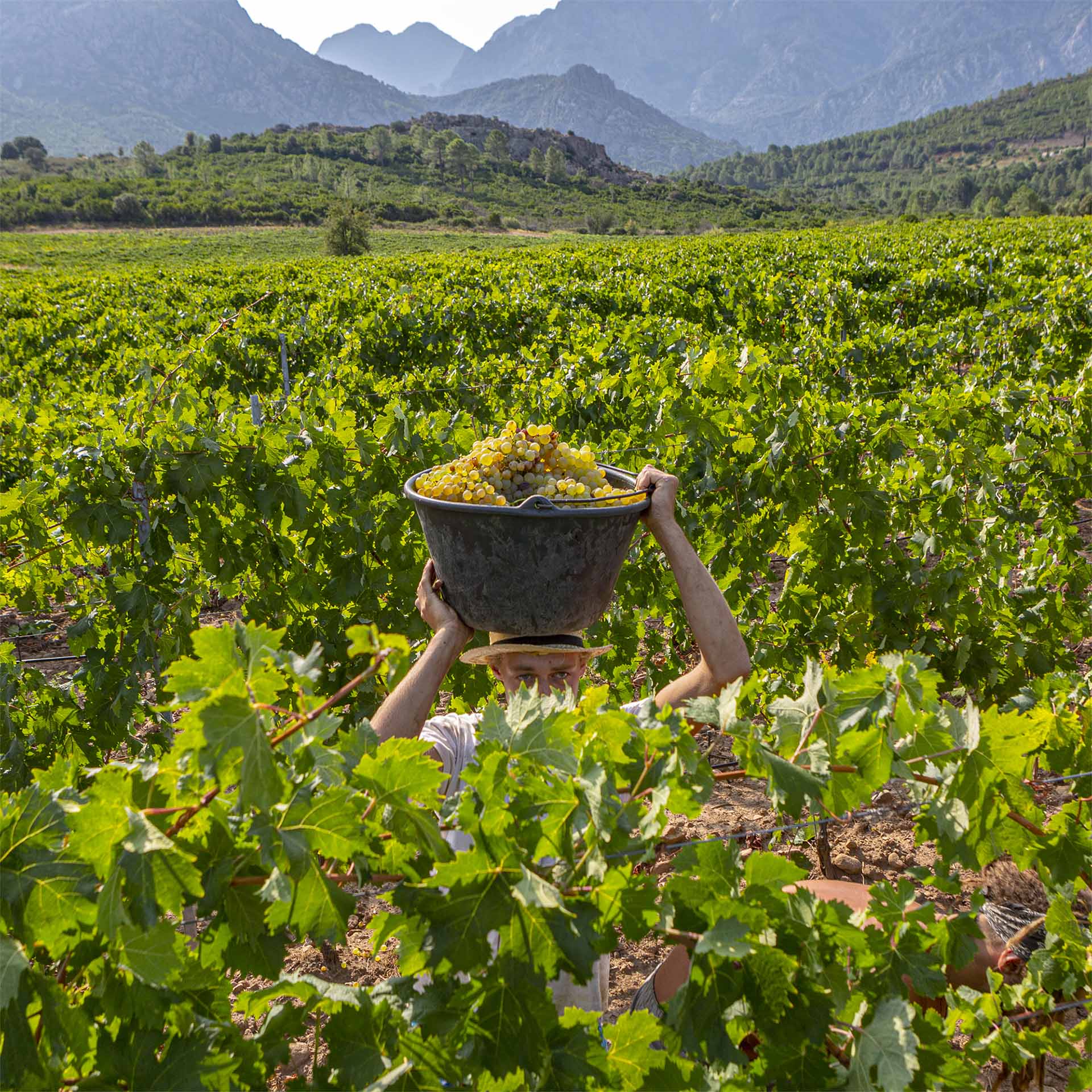 Vendangeur dans un vignoble corse avec panier de raisins