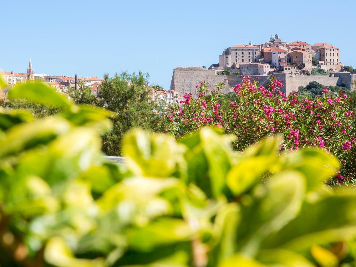 Vue sur la citadelle de Calvi avec toits en tuiles et fleurs méditerranéennes au premier plan