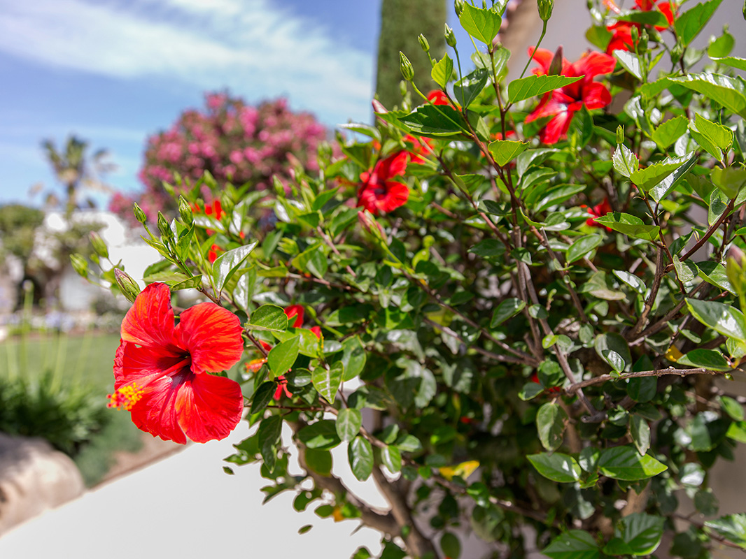 Fleur d’hibiscus rouge dans le jardin de l’Hôtel La Caravelle